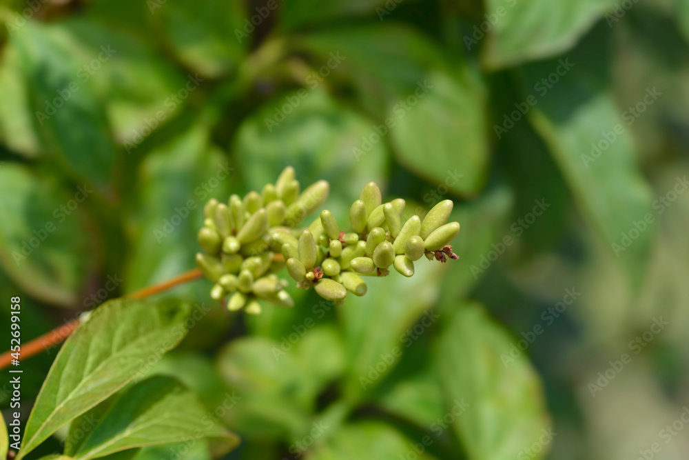 Lilac fruit