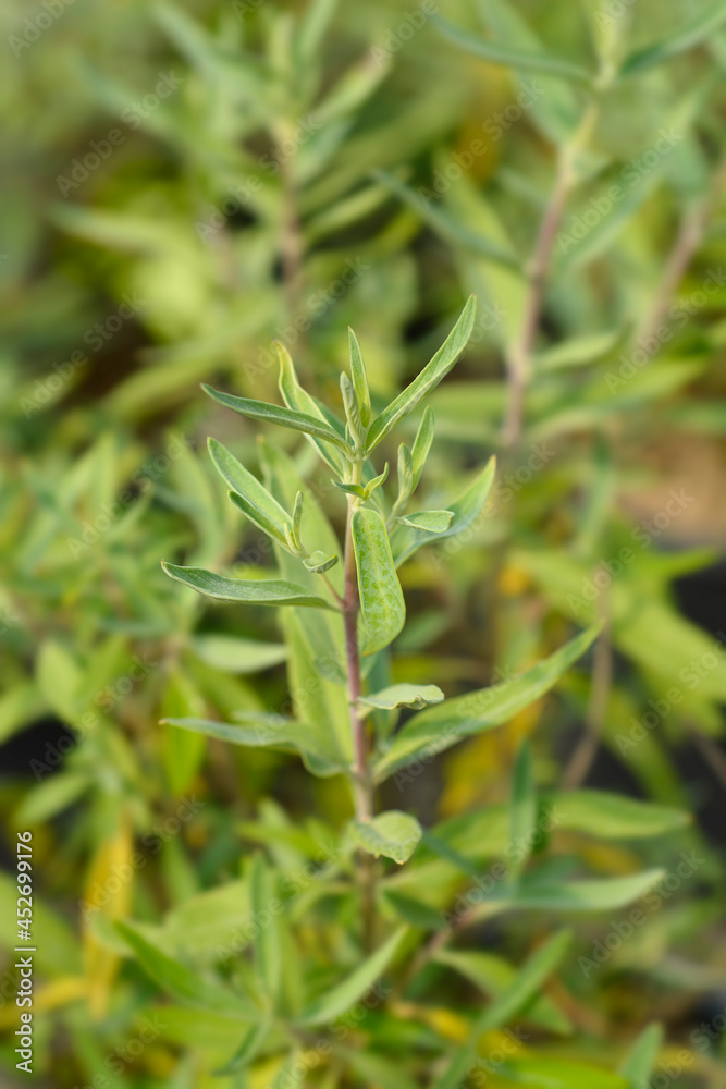 Bluebeard leaves Bluebeard leaves