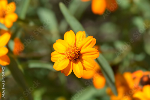 Narrowleaf zinnia