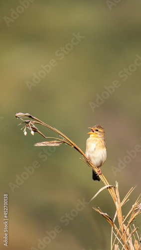 Nature Frames, Landscape and Birds