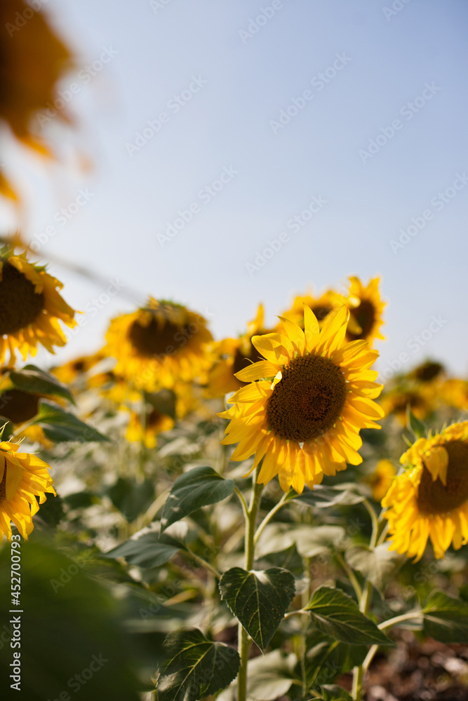 sunflower field closeup sunflower field closeup