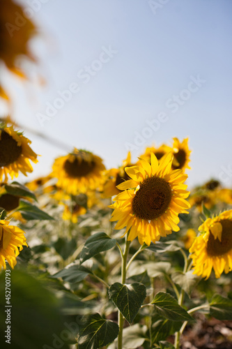 sunflower field closeup