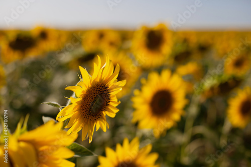 field of sunflowers in summer