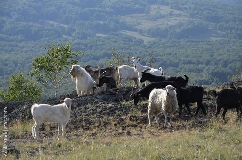 Foto herd of sheep and goats goats sheeps pets on the mountain nature