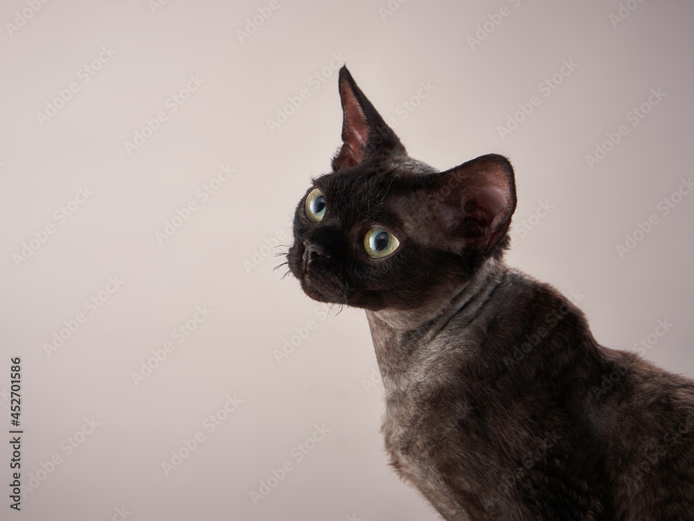 Devon Rex kitten on a beige background. Cat in the photo studio