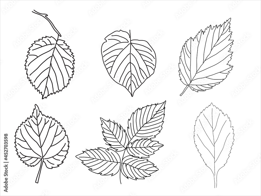 Obraz premium Set of leaves in the doodle style. Hand-drawn silhouette Botanical medicinal vector plant