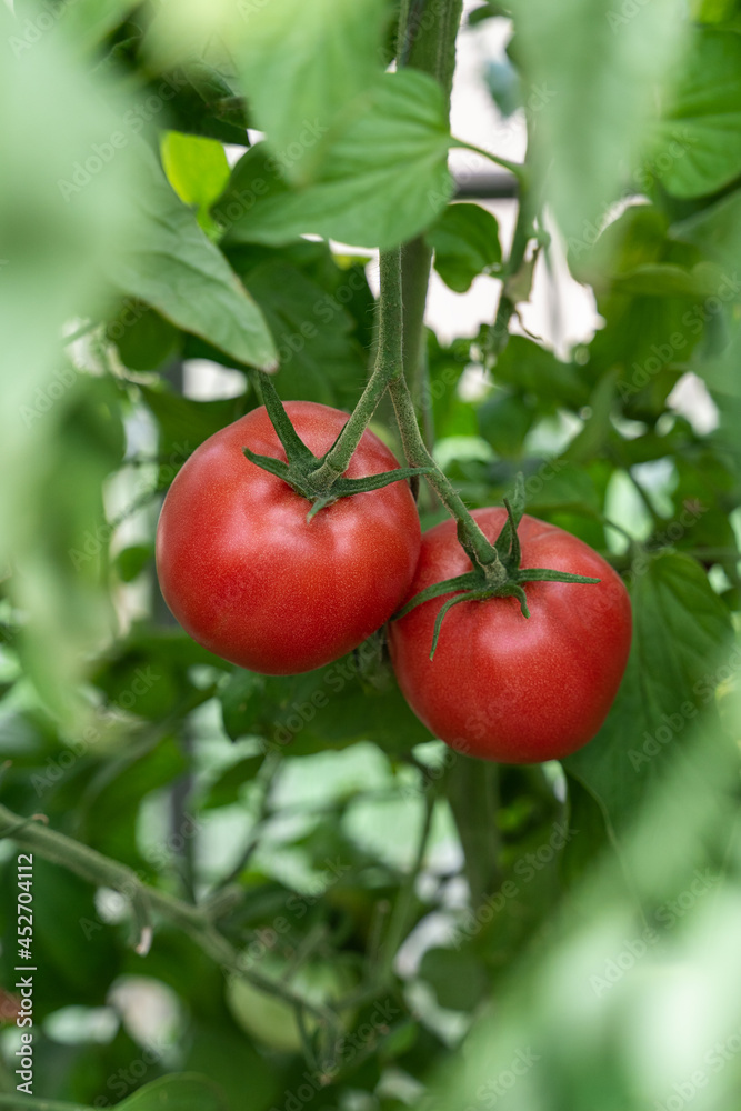 Beautiful red ripe tomatoes grown in a greenhouse. Beautiful background. Ripe and ripening tomatoes ready to pick in a greenhouse. Concept of healthy and eco food and gardening. Vertical