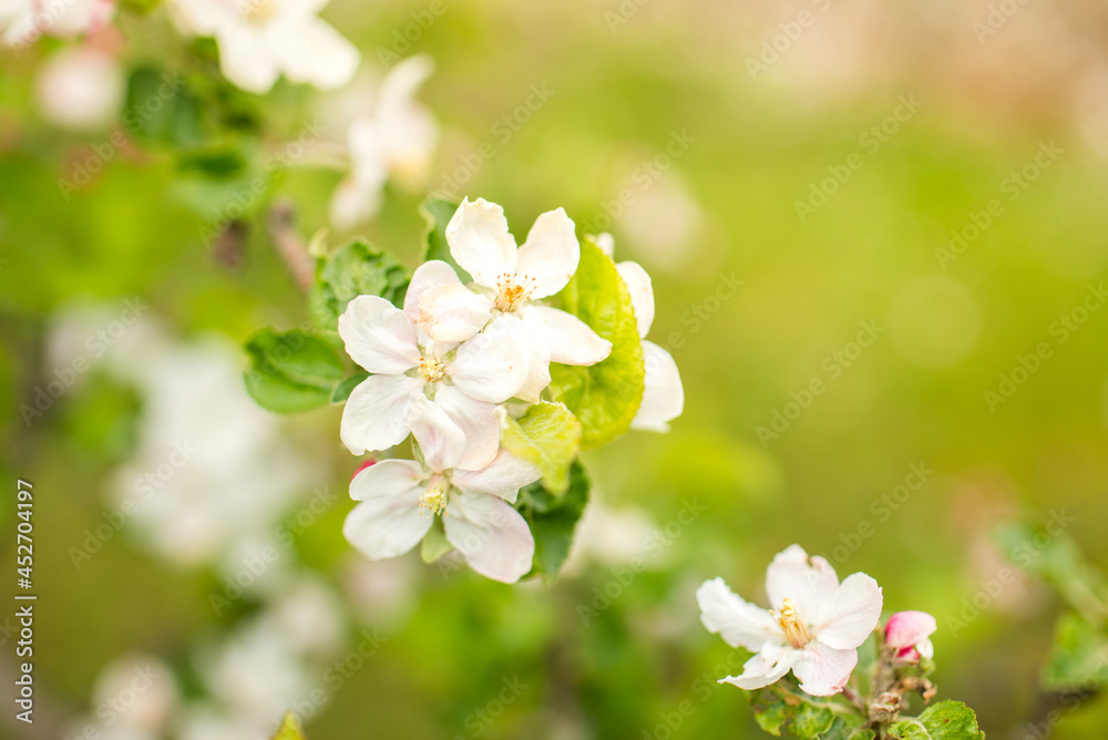 Blooming apple tree in spring. Nature blurry background