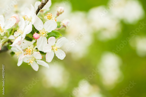 Blooming apple tree in spring. Nature blurry background