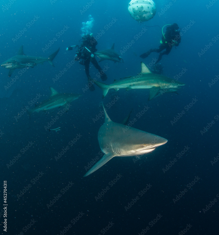 Fototapeta premium Blacktip (Zambezi) Shark in South Africa