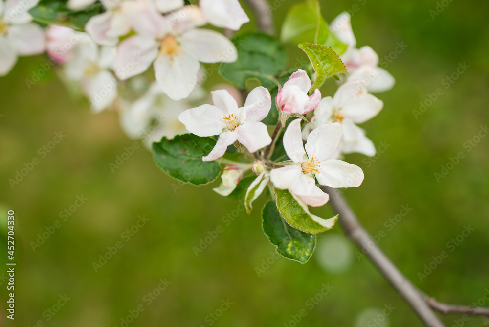Fototapeta premium Blooming apple tree in spring. Nature blurry background