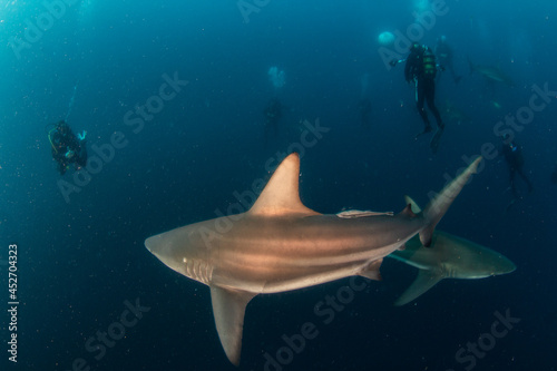 Blacktip (Zambezi) Shark in South Africa © Michael Bogner