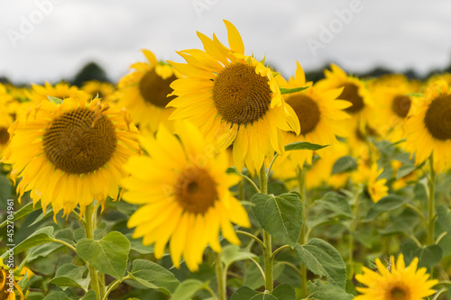 Fototapeta Naklejka Na Ścianę i Meble -  Sunflowers in a field in summer, England