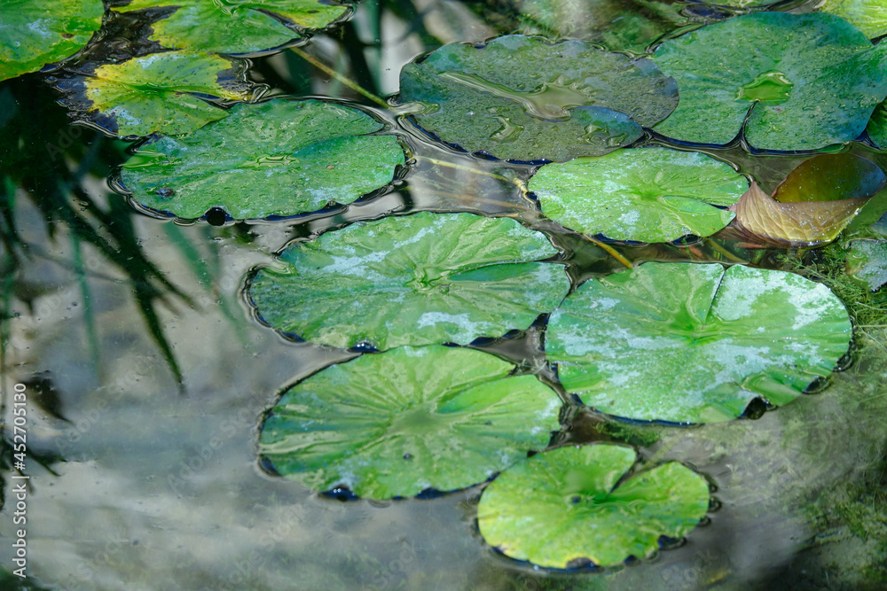 Background with green leaves of water lilies in a pond Background with green leaves of water lilies in a pond
