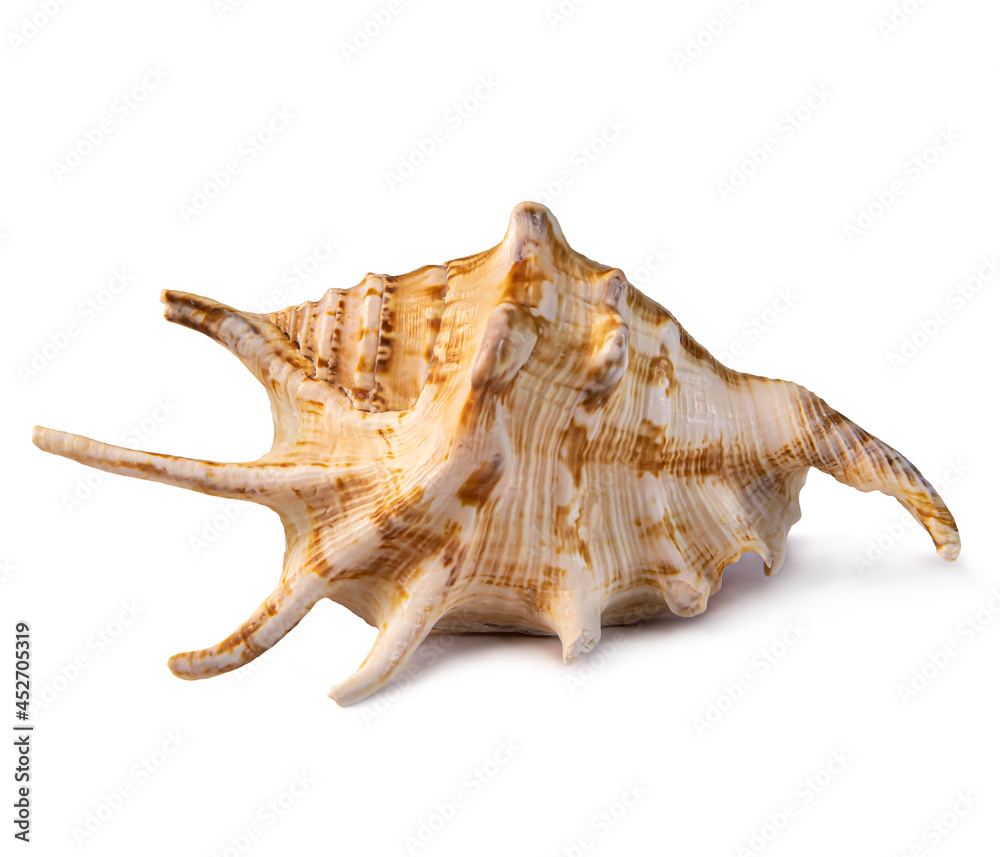 Spotted ocean conch studio photo isolated. Spotted ocean conch studio photo isolated.