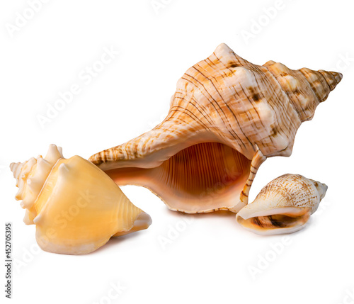 Variety of different shell souvenirs isolated on the white background.
