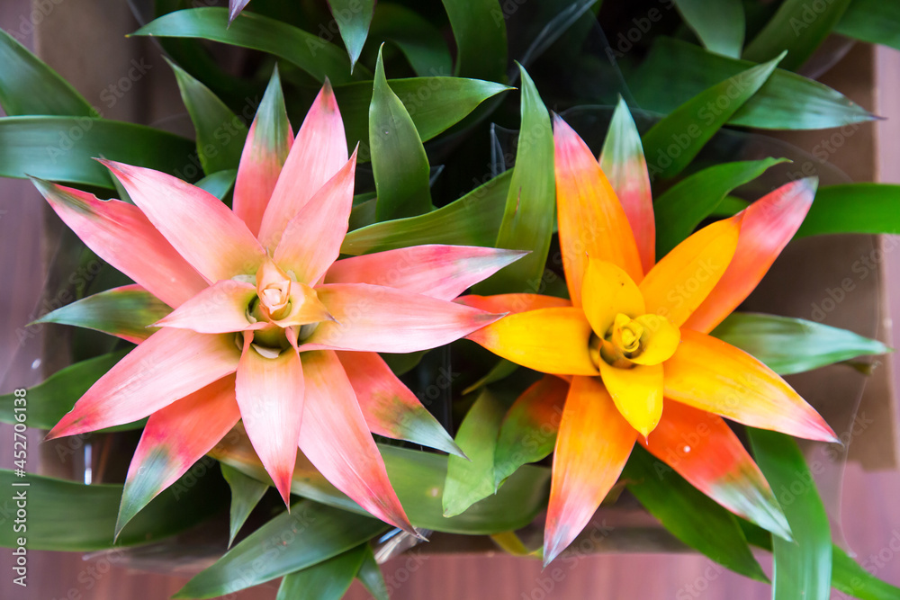 Bromelia flowers (Latin Bromelia) are pink, lilac and yellow on a white background, top view. Flora home indoor plants flowers. Bromelia flowers (Latin Bromelia) are pink, lilac and yellow on a white background, top view. Flora home indoor plants flowers.