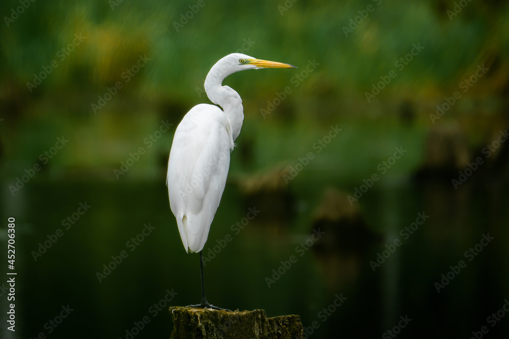 Obraz premium White heron at the lake