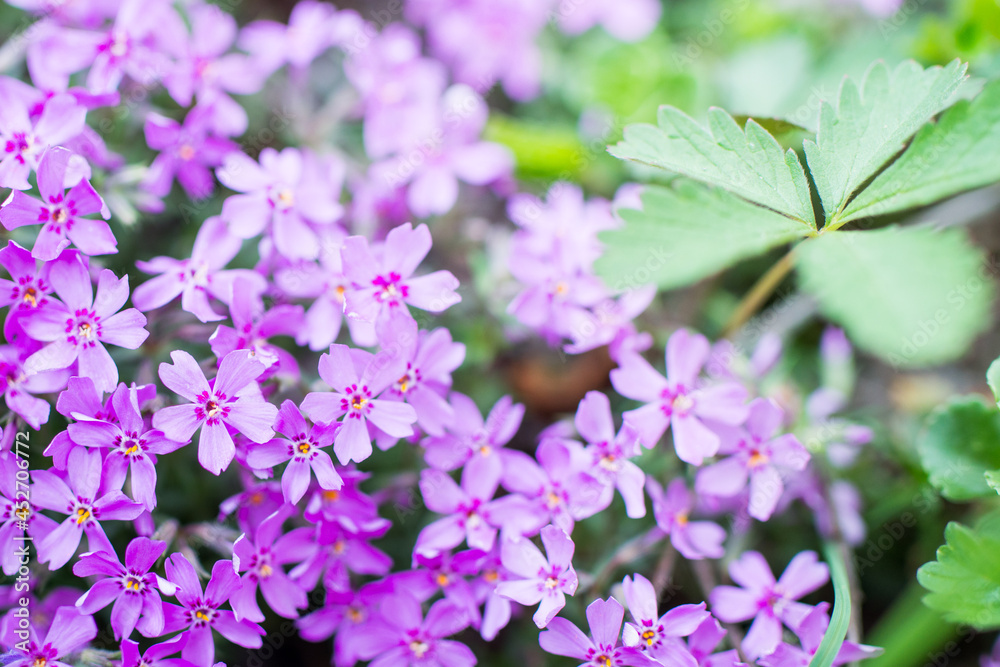 Trees and flowers in environment. Gardening in village for fresh air. Trees and flowers in environment. Gardening in village for fresh air.