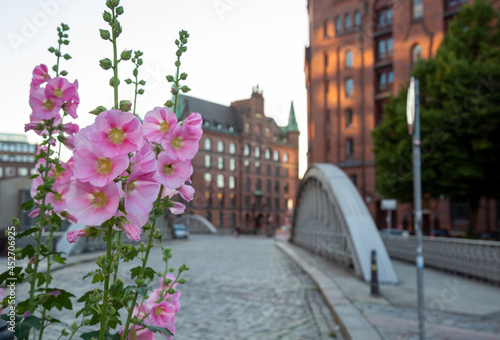 Fototapeta Naklejka Na Ścianę i Meble -  Eine pinkfarbene Bauernrose schmückt einen Platz in der Speicherstadt Hamburg