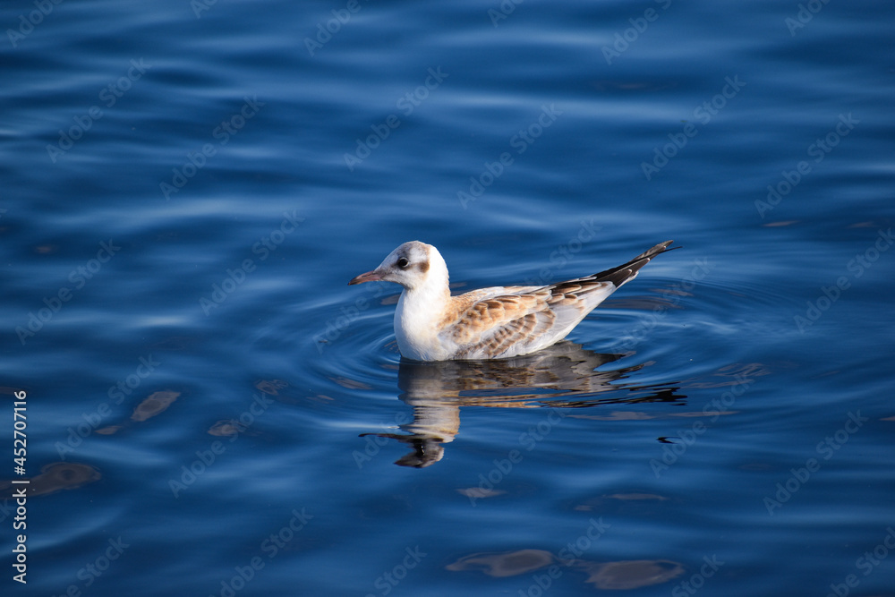 seagull on the water