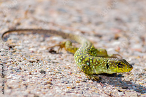 Ocellated lizard, Timon lepidus young in nature