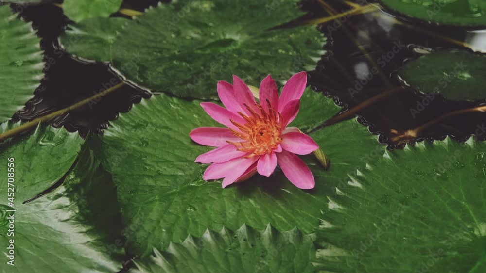 Pink water lily flower Nymphaea lotus on a dark water in the garden pond. Water plant. Pink water lily flower Nymphaea lotus on a dark water in the garden pond. Water plant.