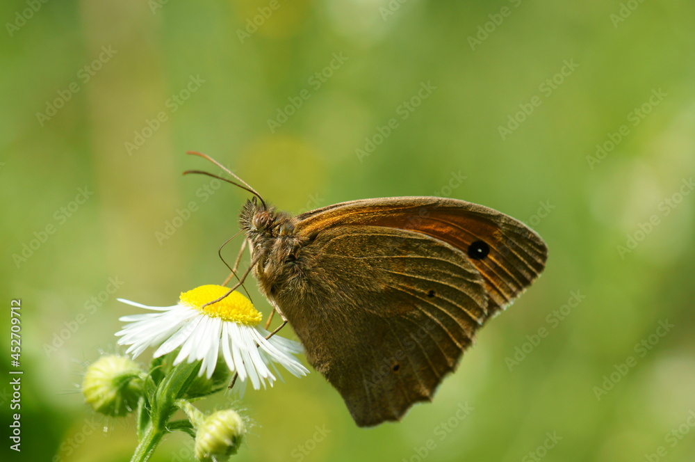 Fototapeta premium A butterfly on a field flower. Large-eyed yellow-brown.