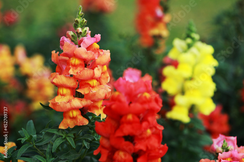 White Snapdragon photo