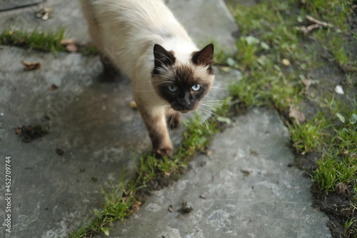 Himalayan Cat walking in the garden, Balinese cat, feline 