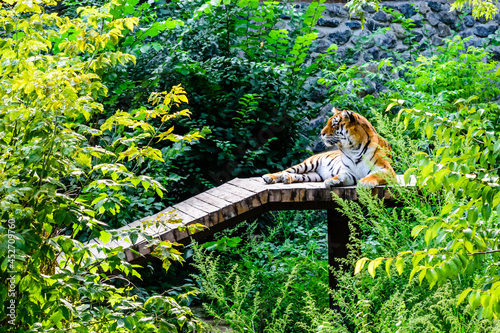 Big striped tiger (Panthera tigris) resting among the green vegetation © ihorbondarenko