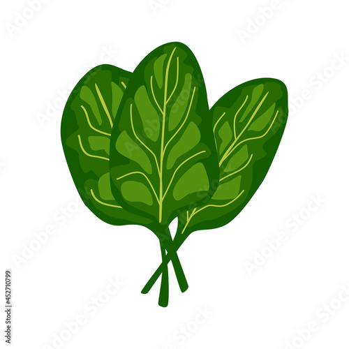 Spinach lettuce isolated on white background. Kind salad in flat style. Agriculture symbol for any purpose.