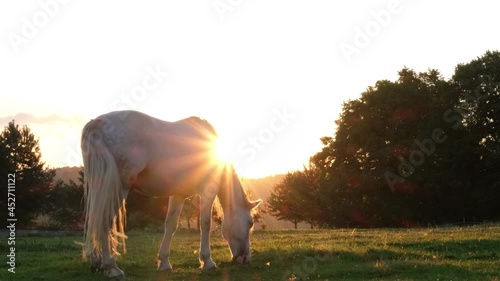 White horse eats green grass at sunset. Horse ranch in Chicago, USA. 