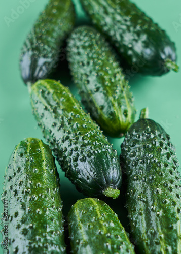 Set of fresh whole cucumbers on a green background  food pattern. Garden cucumber wallpaper backdrop design