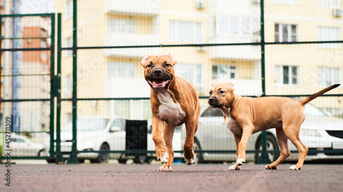 Two happy american staffordshire terrier puppies for a walk portrait