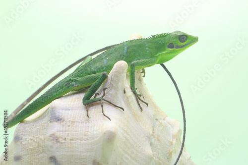 A Sumatran bloodsucker lizard looking for prey. Reptiles from Sumatra Island, Indonesia have the scientific name Bronchocela hayeki.  photo