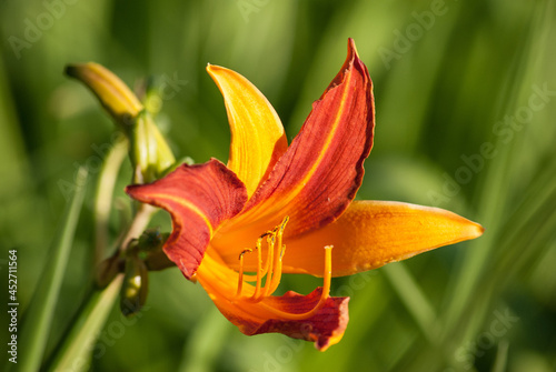 orange lily flower