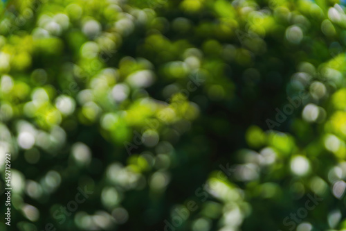 Blur abstract background. bokeh out of focus background from nature. Natural green leaves.