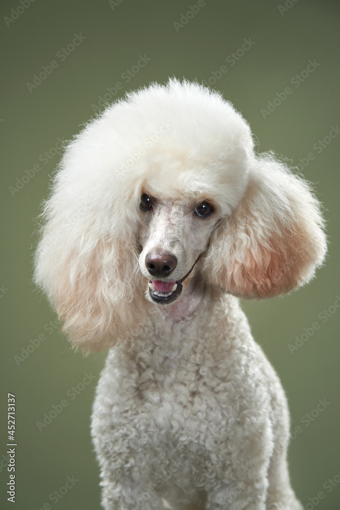 Small white poodle on a green background. Portrait of a pet in the studio