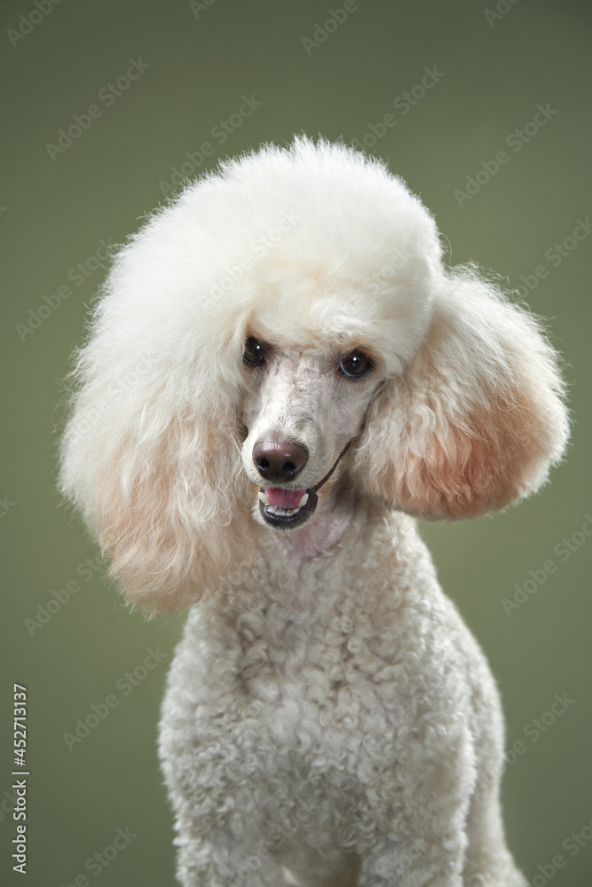 Small white poodle on a green background. Portrait of a pet in the studio Small white poodle on a green background. Portrait of a pet in the studio