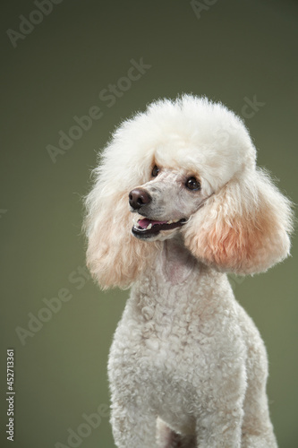 Small white poodle on a green background. Portrait of a pet in the studio © annaav