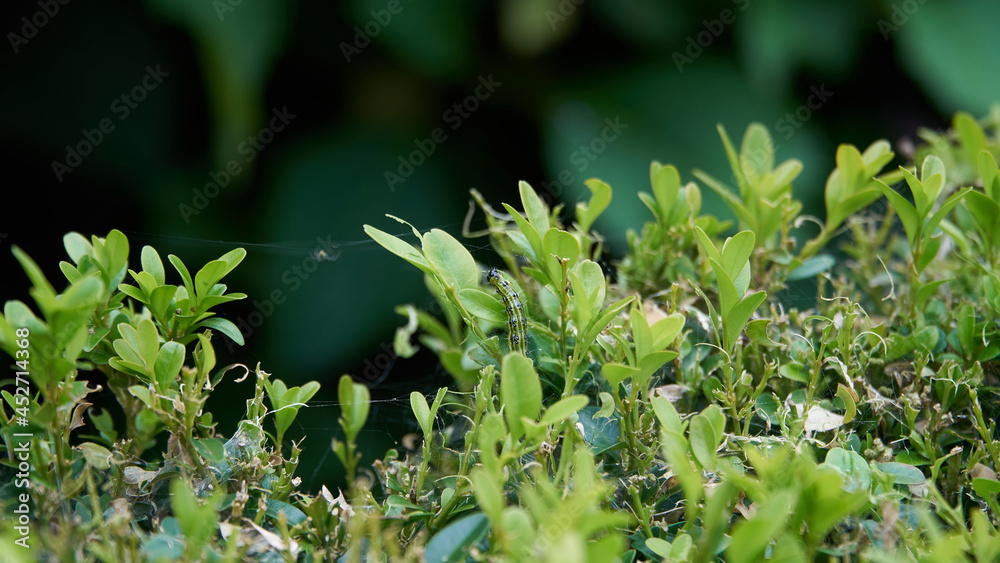 Box tree moth (Cydalima perspectalis) caterpillar feeding on the leaves of Buxus
