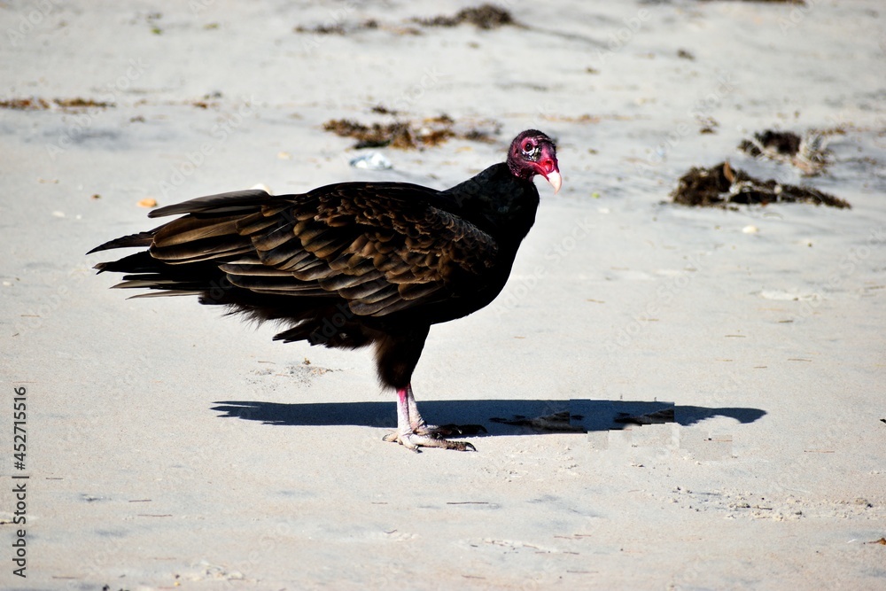 Vulture looking for prey at the ocean beach Florida, USA Vulture looking for prey at the ocean beach Florida, USA