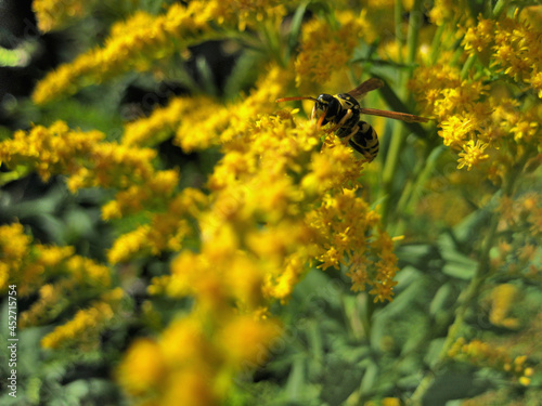 wasp of the garden on a yellow wild flower, macro, closeup, side view