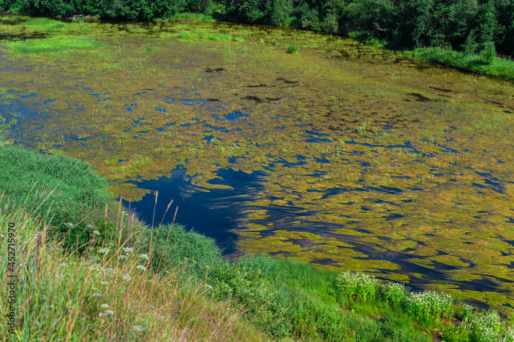 An algal bloom or algae bloom, the water in the river bloomed, the appearance of a lot of green algae, grass, water lilies, a sunny summer day, top view