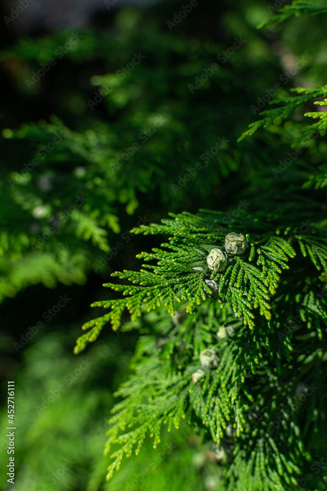 Thuja Coniferous bright flat green branches with soft needles and small bumps in warm sunset light, close-up