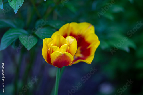 One beautiful yellow Tulip. High quality photo. High quality photo 2