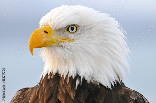 Wild Bald Eagle Portrait © Ludovic