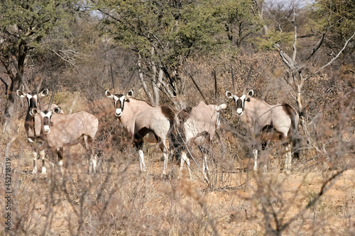 herd of oryx antelopes. The oryx lives in Africa. a herd of antelopes.