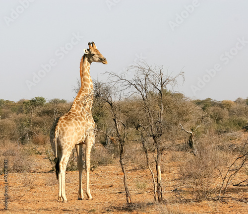 an adult giraffe stands among the trees. Africa animals. Wild animals.